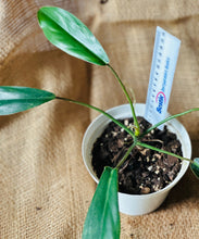 Load image into Gallery viewer, Philodendron | 69686

