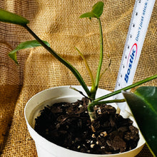 Load image into Gallery viewer, Philodendron | 69686
