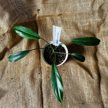 Load image into Gallery viewer, Philodendron | 69686
