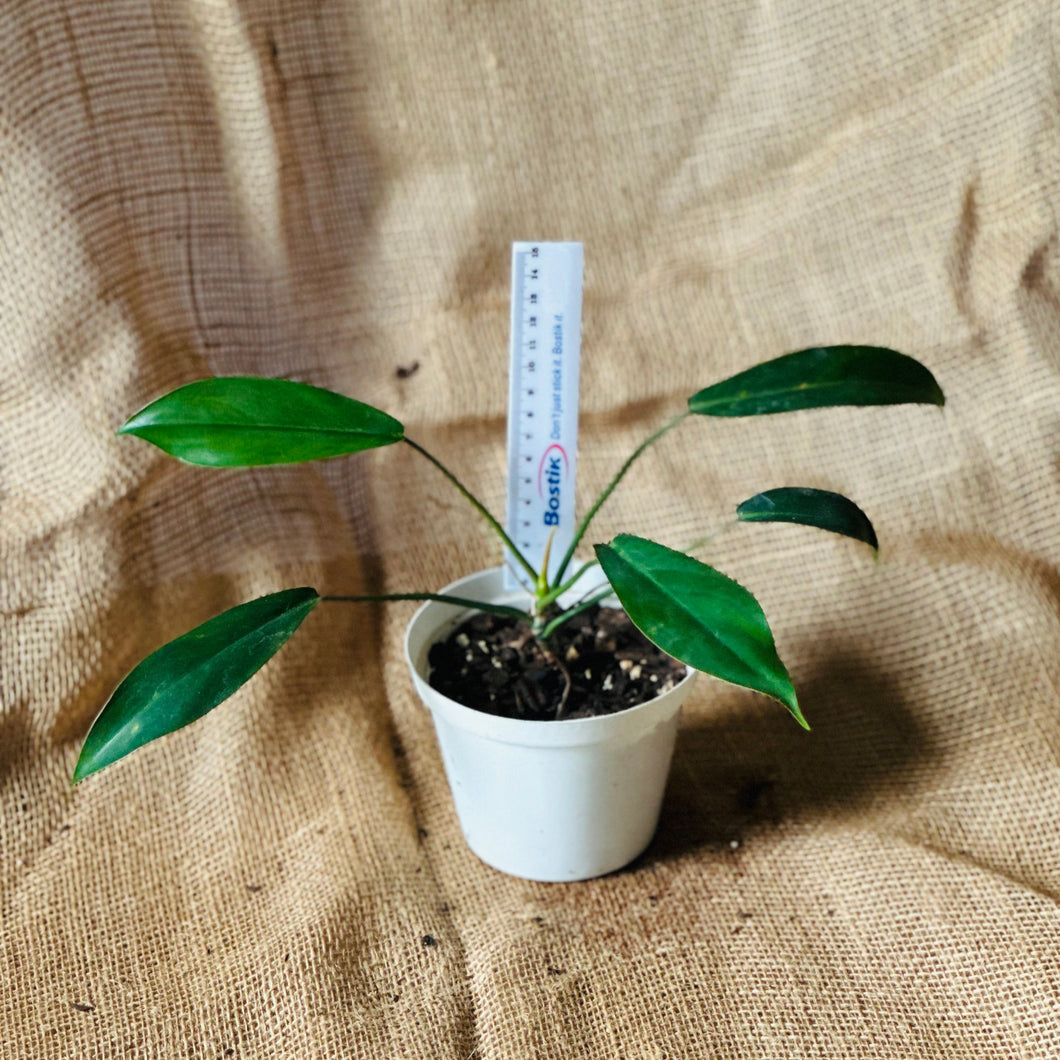 Philodendron | 69686