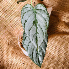 Load image into Gallery viewer, Philodendron | Brandtianum Medium
