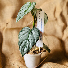 Load image into Gallery viewer, Philodendron | Brandtianum Medium
