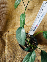 Load image into Gallery viewer, Epipremnum | Cebu Blue
