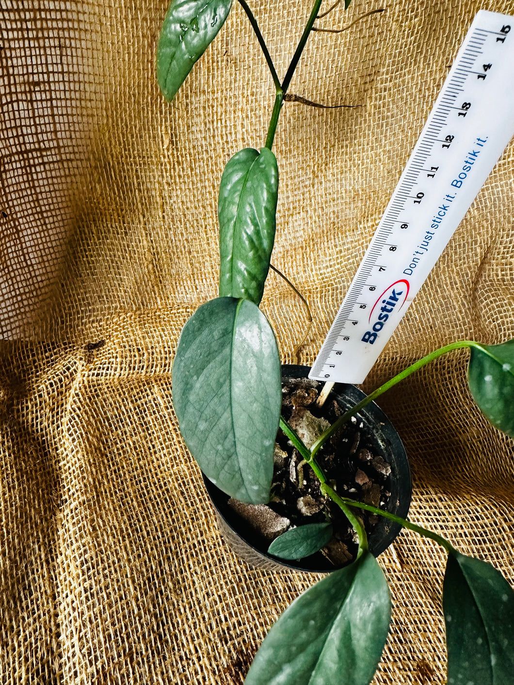 Epipremnum | Cebu Blue