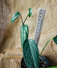 Load image into Gallery viewer, Epipremnum | Cebu Blue
