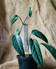Load image into Gallery viewer, Epipremnum | Cebu Blue

