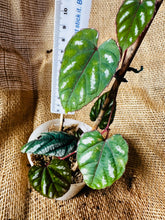Load image into Gallery viewer, Cissus Discolor &quot;The Rex Begonia Vine&quot;
