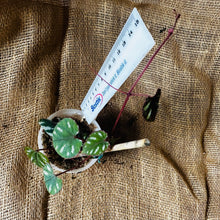 Load image into Gallery viewer, Cissus Discolor &quot;The Rex Begonia Vine&quot;
