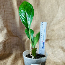 Load image into Gallery viewer, Anthurium | Jenmanii Cobra  &quot;Mangcok Centong&quot;
