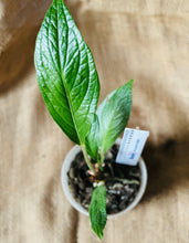 Load image into Gallery viewer, Anthurium | Jenmanii Cobra  &quot;Mangcok Centong&quot;
