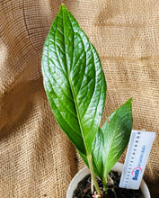 Load image into Gallery viewer, Anthurium | Jenmanii Cobra  &quot;Mangcok Centong&quot;
