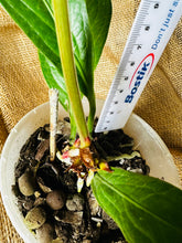 Load image into Gallery viewer, Anthurium | Jenmanii Cobra  &quot;Mangcok Centong&quot;

