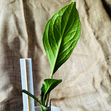 Load image into Gallery viewer, Anthurium | Jenmanii Cobra  &quot;Mangcok Centong&quot;
