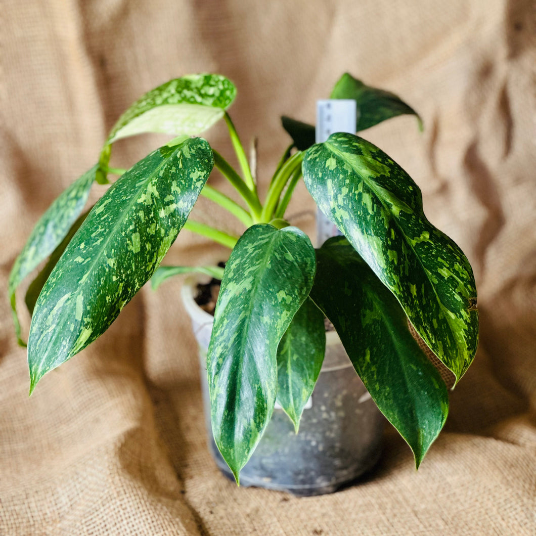 Philodendron | Jose Buono Large