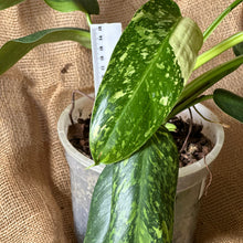 Load image into Gallery viewer, Philodendron | Jose Buono Large
