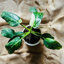 Load image into Gallery viewer, Philodendron | Jose Buono Large

