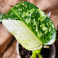 Load image into Gallery viewer, Philodendron | Jose Buono Large
