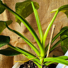 Load image into Gallery viewer, Philodendron | Jose Buono Large
