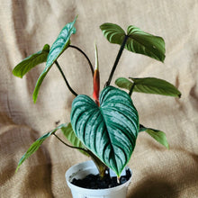 Load image into Gallery viewer, Philodendron | Mamei Silver Cloud -  A
