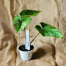Load image into Gallery viewer, Philodendron | Mamei Silver Cloud - B
