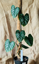 Load image into Gallery viewer, Philodendron | Mamei Silver Cloud - XL
