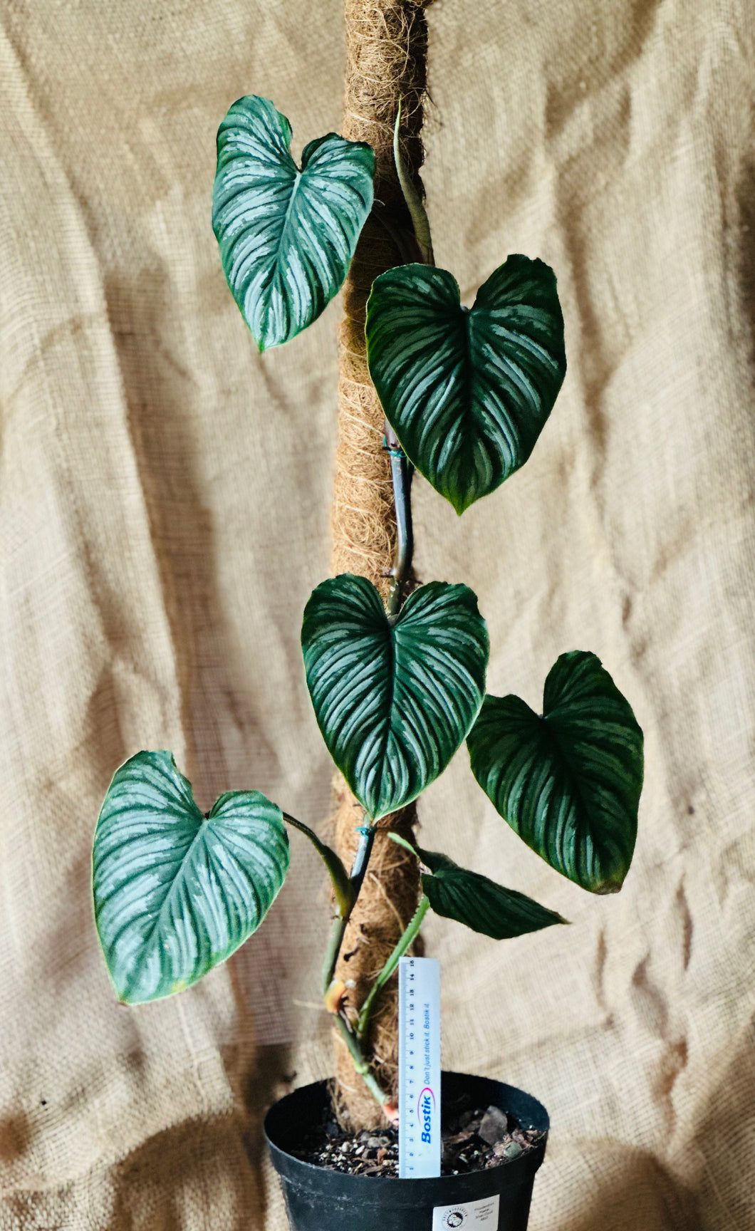 Philodendron | Mamei Silver Cloud - XL