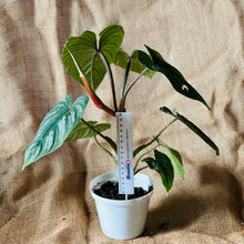 Load image into Gallery viewer, Philodendron | Mamei Silver Cloud -  A
