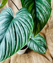 Load image into Gallery viewer, Philodendron | Mamei Silver Cloud -  A
