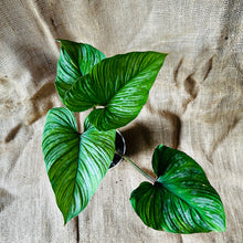 Load image into Gallery viewer, Philodendron | Mamei Silver Cloud - B
