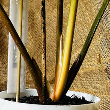 Load image into Gallery viewer, Philodendron | Mamei Silver Cloud - B
