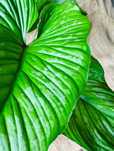 Load image into Gallery viewer, Philodendron | Mamei Silver Cloud - B

