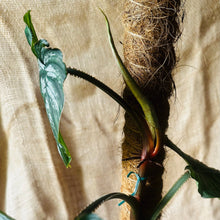 Load image into Gallery viewer, Philodendron | Mamei Silver Cloud - XL

