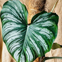 Load image into Gallery viewer, Philodendron | Mamei Silver Cloud - XL
