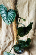 Load image into Gallery viewer, Philodendron | Mamei Silver Cloud - XL
