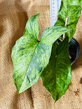 Load image into Gallery viewer, Syngonium | Mojito
