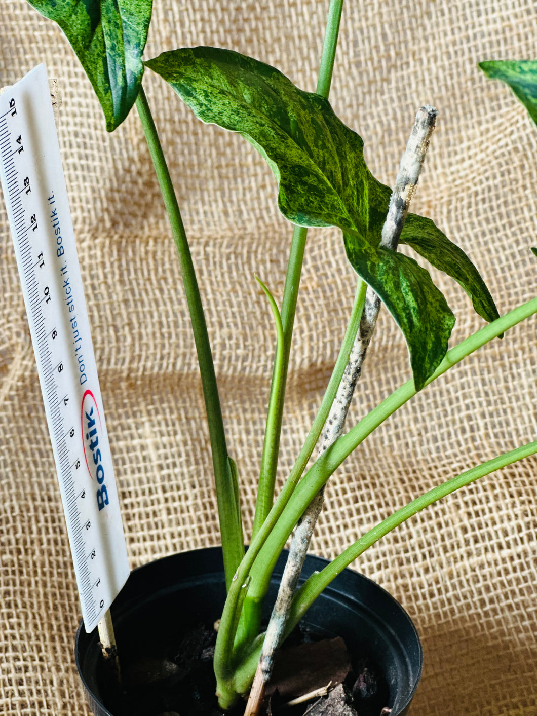 Syngonium | Mojito