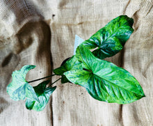Load image into Gallery viewer, Syngonium | Mojito
