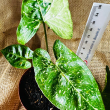 Load image into Gallery viewer, Syngonium | Panda
