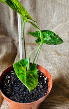 Load image into Gallery viewer, Syngonium | Panda
