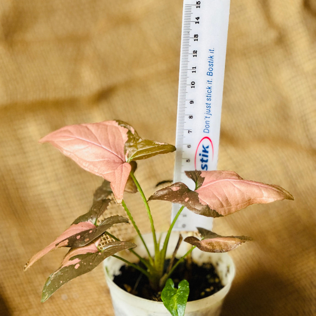 Syngonium | Pink Splash