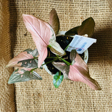 Load image into Gallery viewer, Syngonium | Pink Splash
