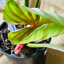 Load image into Gallery viewer, Philodendron | Plowmanii Large
