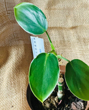Load image into Gallery viewer, Philodendron | Rugosum Pigskin

