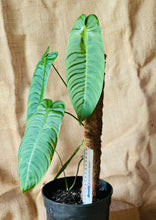 Load image into Gallery viewer, Philodendron | Sharoniae Large
