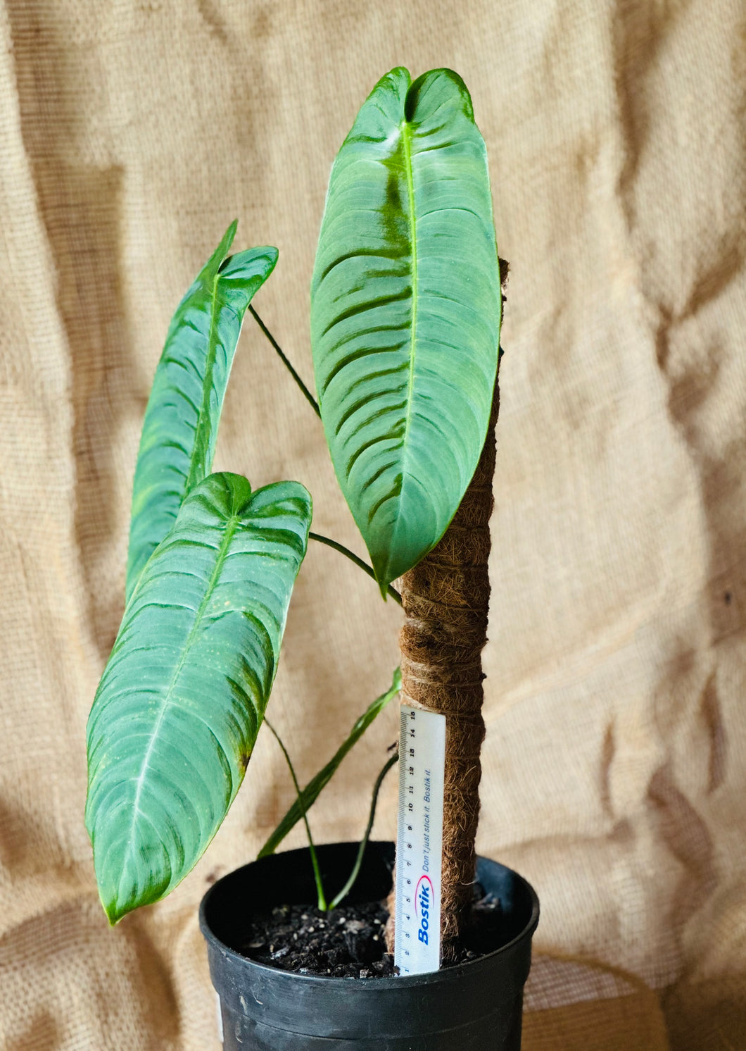 Philodendron | Sharoniae Large