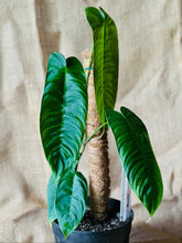 Load image into Gallery viewer, Philodendron | Sharoniae Large
