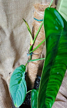 Load image into Gallery viewer, Philodendron | Sharoniae Large
