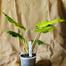 Load image into Gallery viewer, Philodendron | Snow Drift XL
