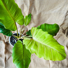 Load image into Gallery viewer, Philodendron | Snow Drift XL
