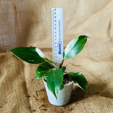 Load image into Gallery viewer, Philodendron | White Knight

